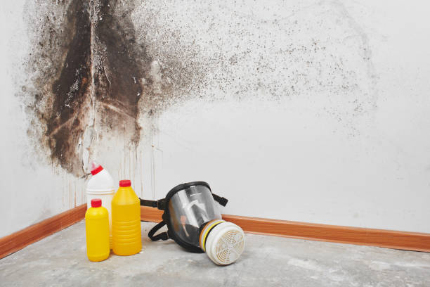 Best Home Mold Removal  in Mineral Springs, NC