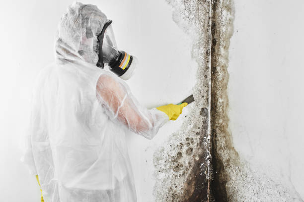 Best Affordable Mold Removal  in Mineral Springs, NC
