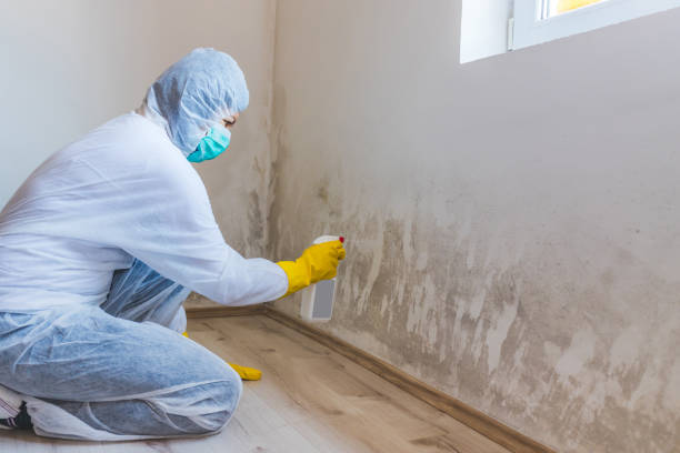 Best Professional Mold Removal  in Mineral Springs, NC