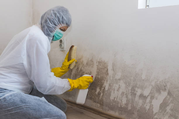 Best Local Mold Removal Service  in Mineral Springs, NC