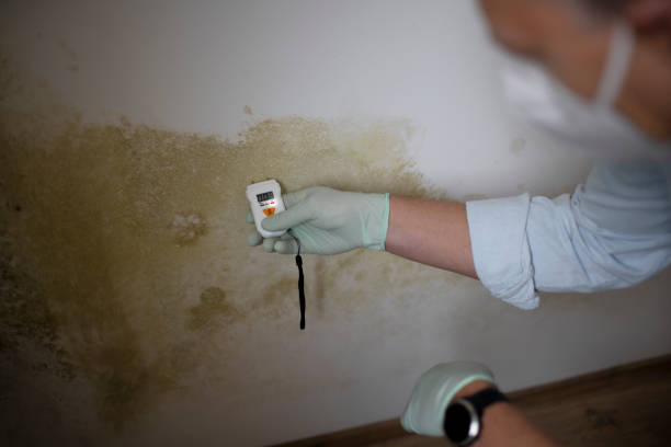 Best Mold Remediation  in Mineral Springs, NC