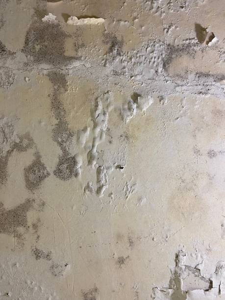 Trusted Mineral Springs, NC Mold Removal Experts
