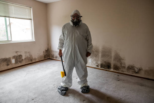 Best Attic Mold Removal  in Mineral Springs, NC