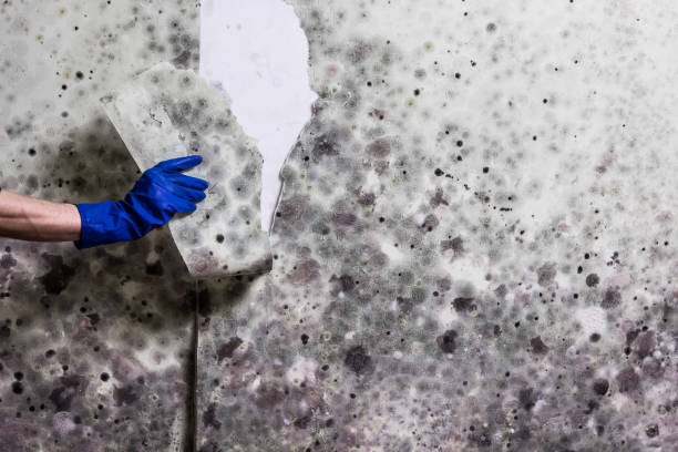 Best Office Mold Removal Services  in Mineral Springs, NC