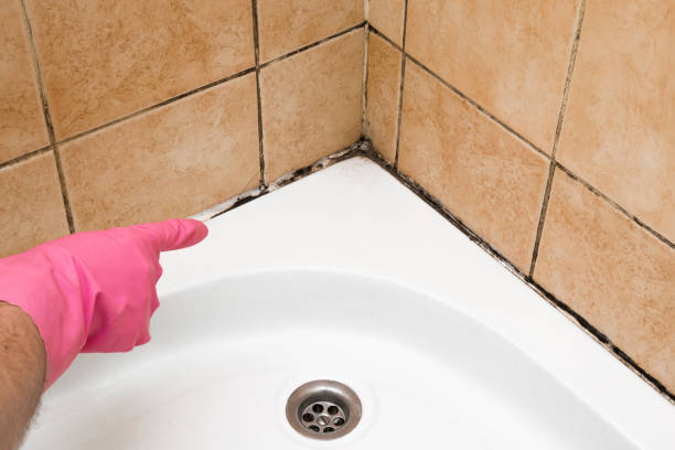 Best Same-Day Mold Removal  in Mineral Springs, NC